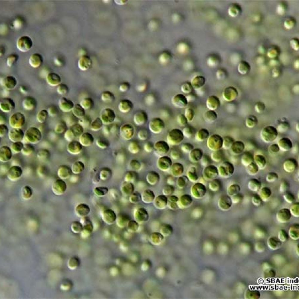 Nannochloropsis Nannochloropsis