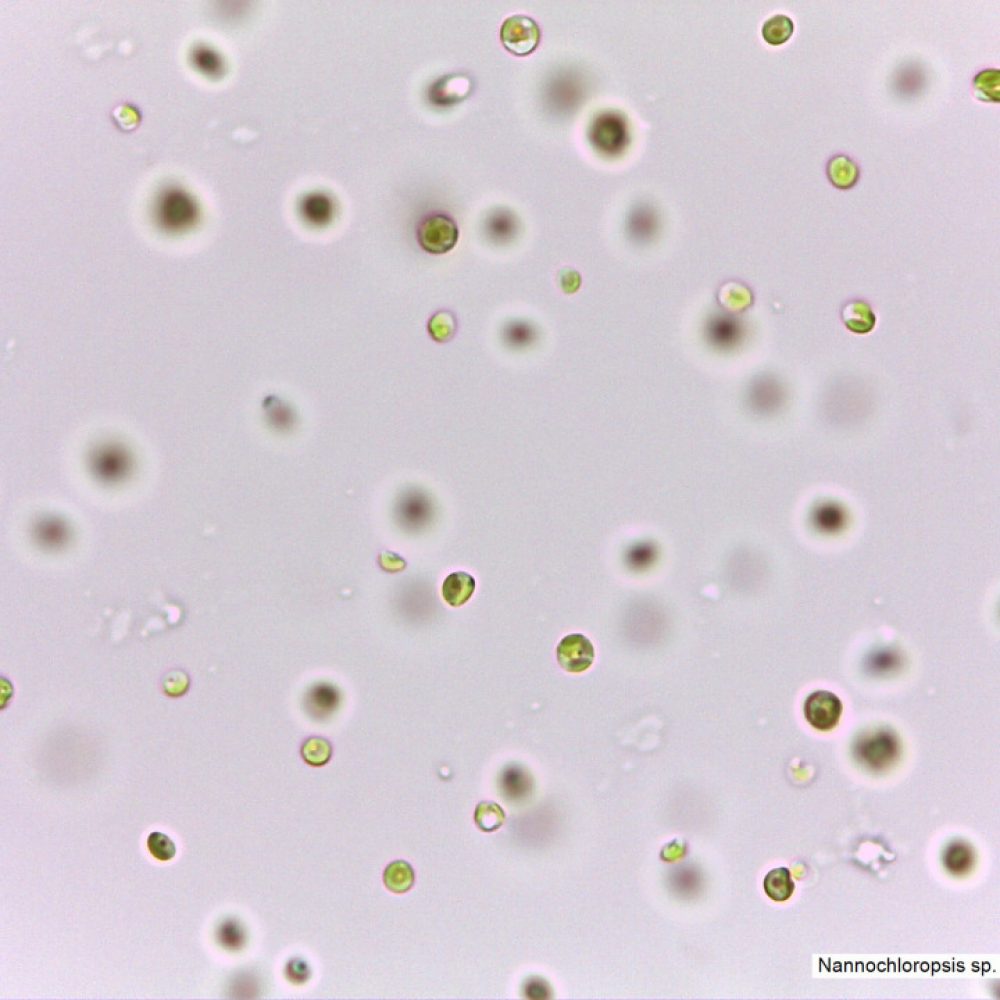 Nannochloropsis sp. A4F Nannochloropsis sp. A4F