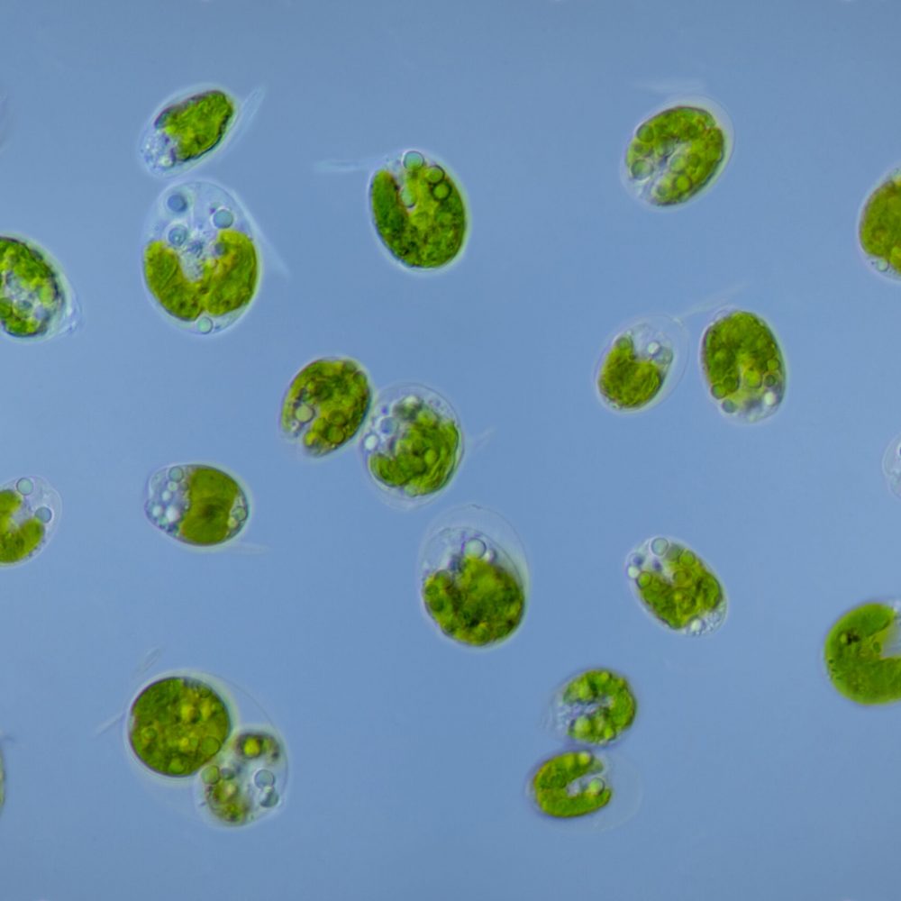 TetraselmisFCUL1 A4F TetraselmisFCUL1 A4F